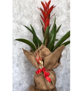 Guzmania