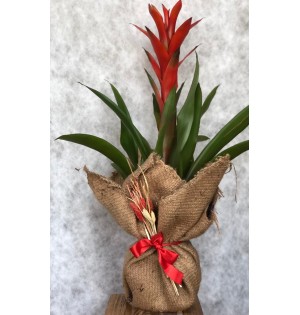 Guzmania