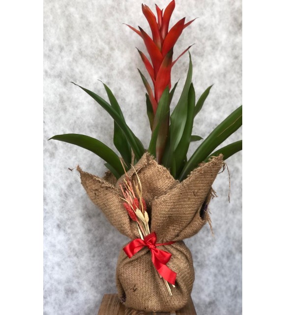 Guzmania