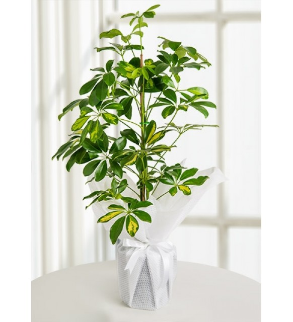 Schefflera Canlı Saksı Bitkisi